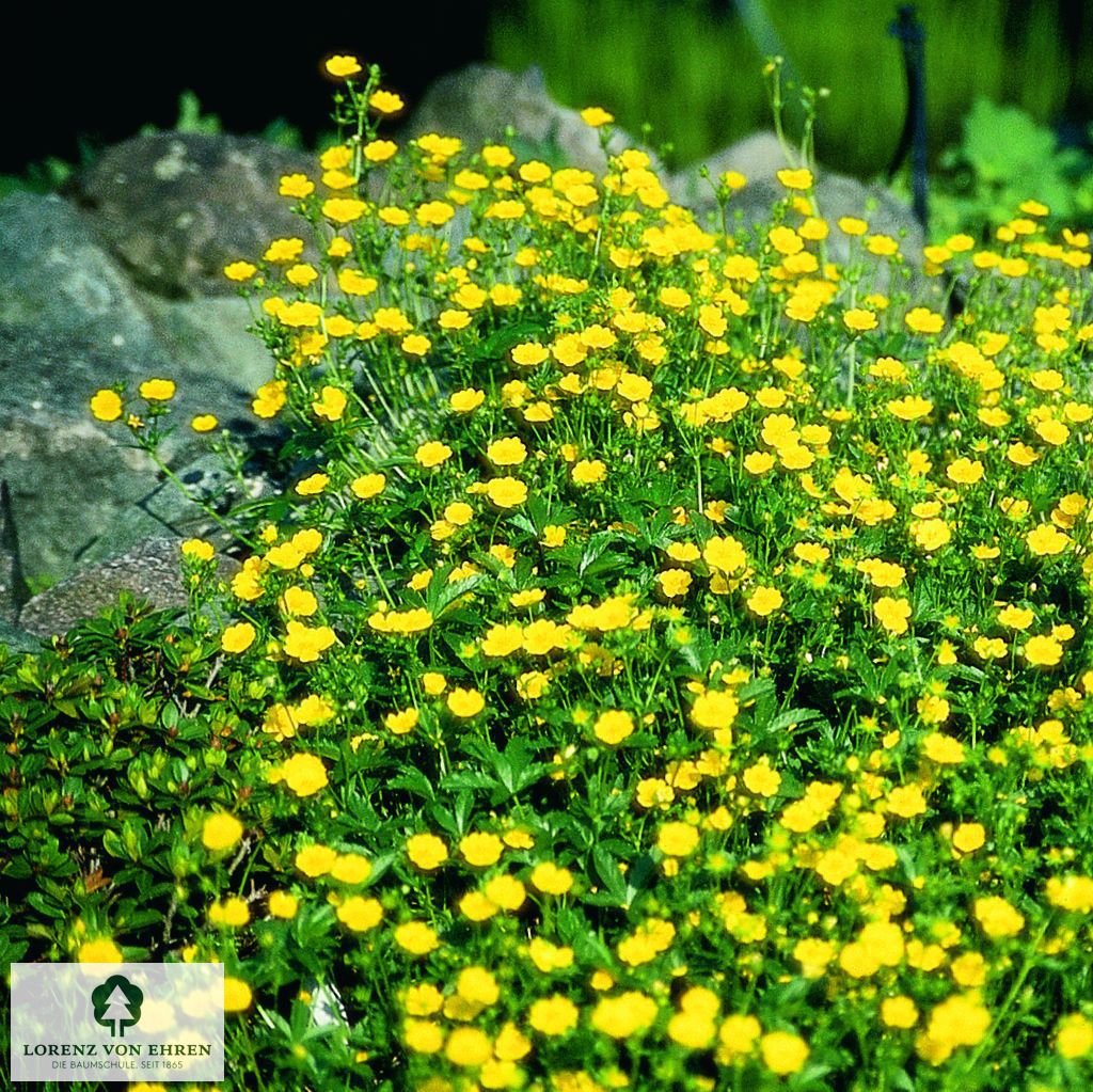 Potentilla aurea