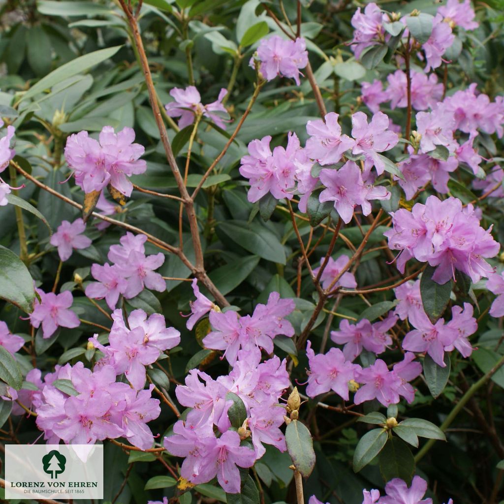 Rhododendron 'Praecox'