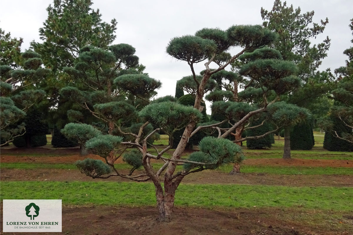 Pinus sylvestris 'Glauca'