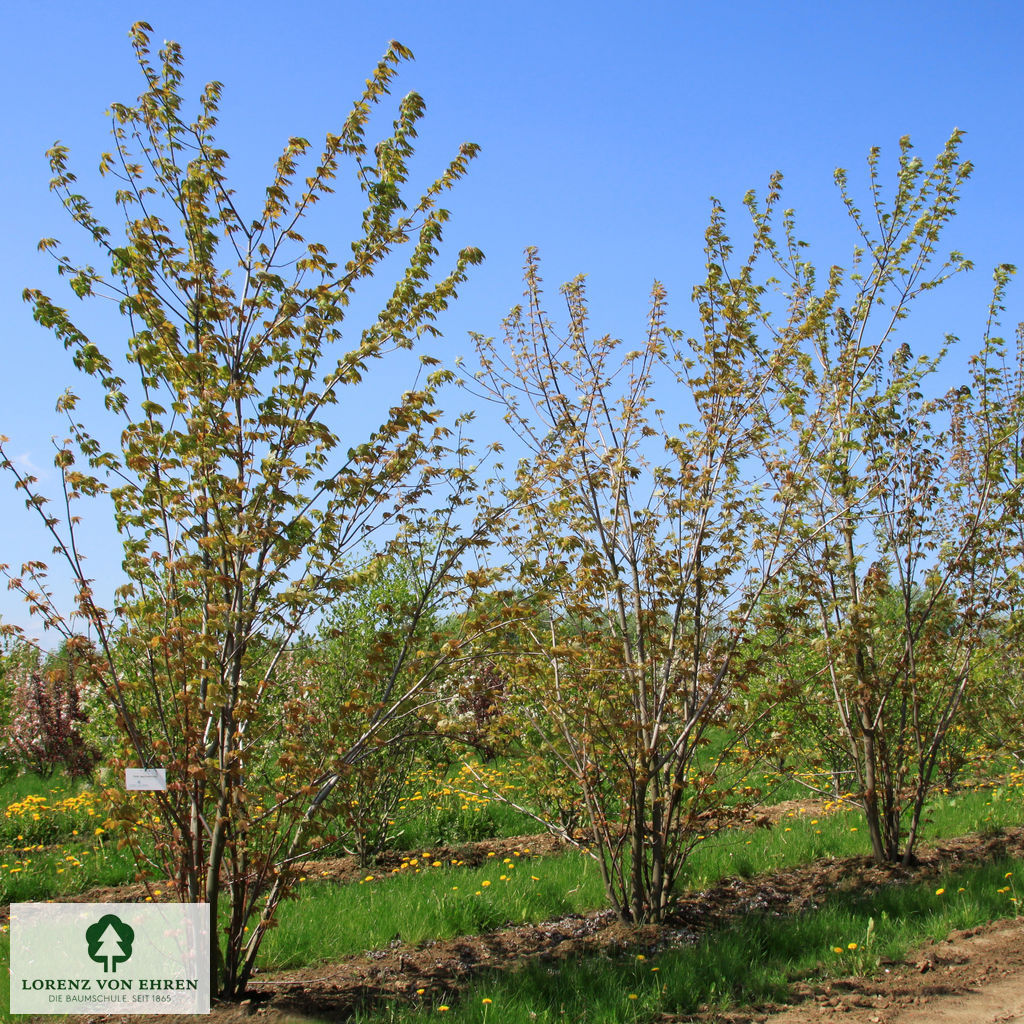 Acer saccharinum