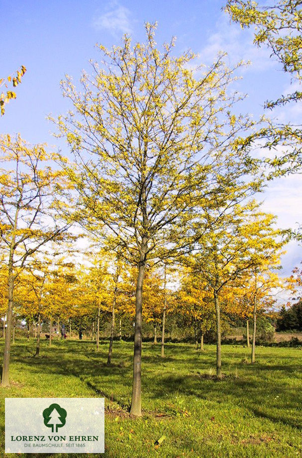 Gleditsia triacanthos inermis