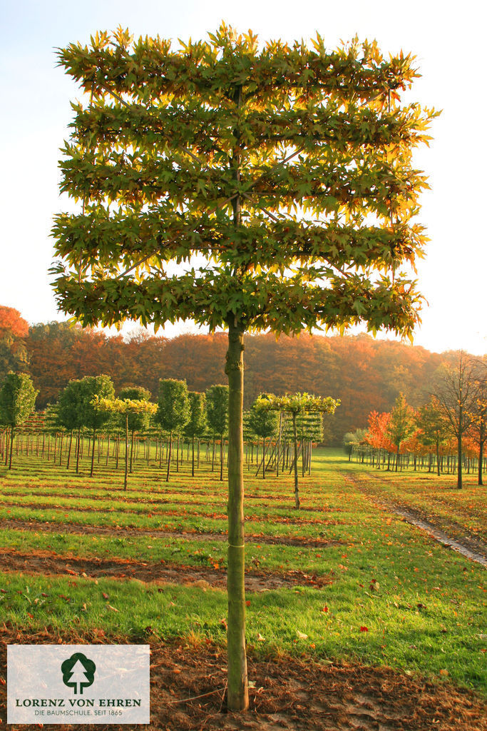 Platanus orientalis