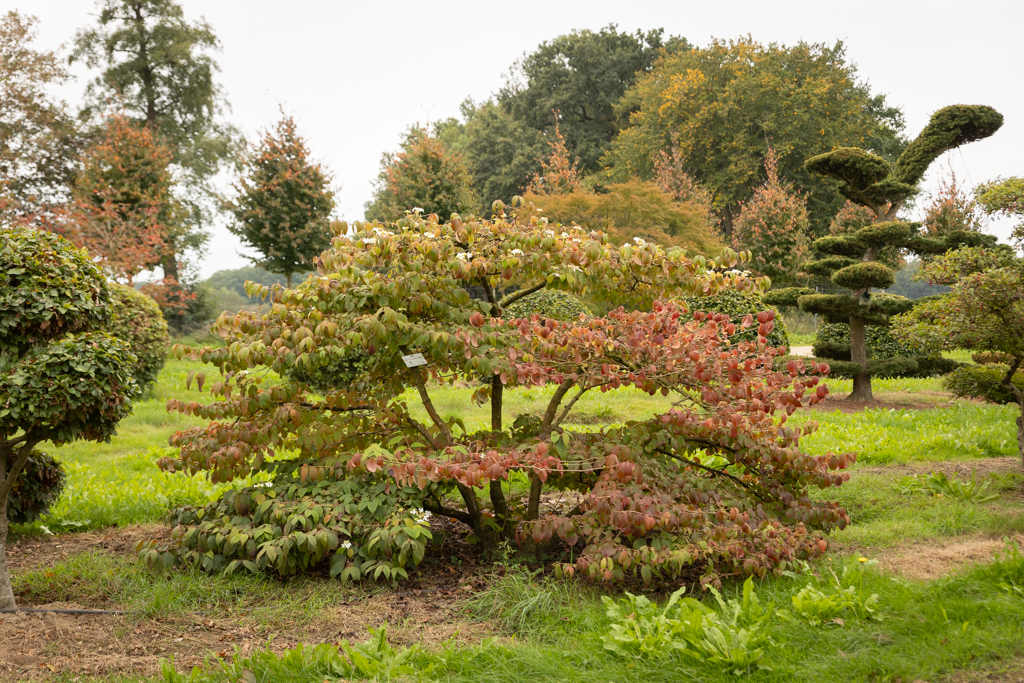 Viburnum plicatum 'Mariesii'  Bonsai
