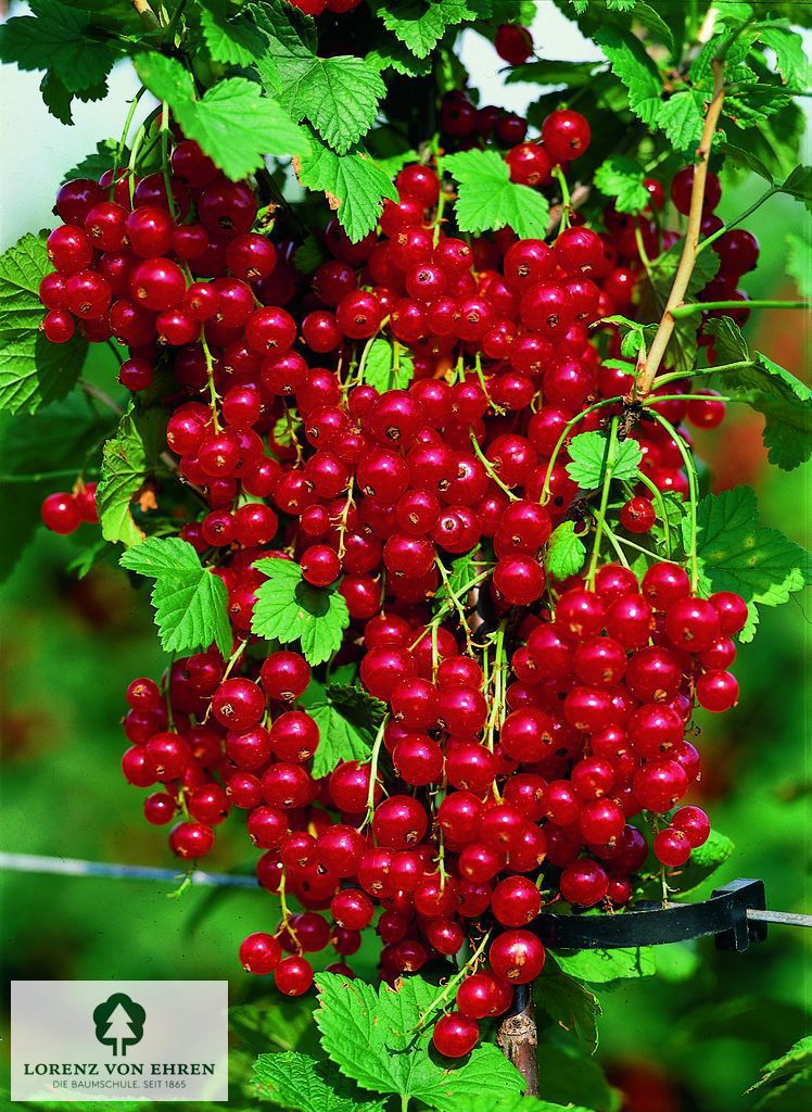 Ribes rubrum 'Jonkheer Van Tets'
