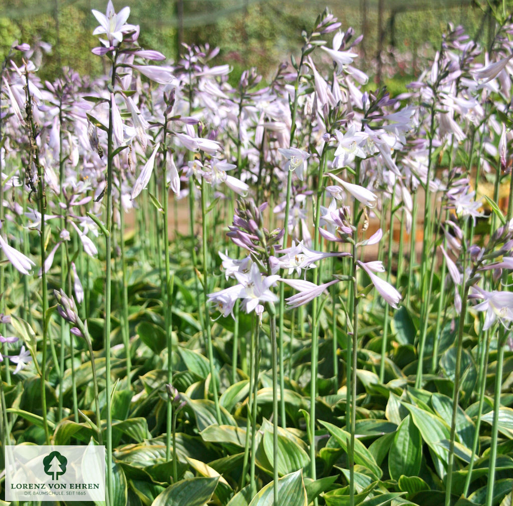 Hosta 'Fortunei Aureomarginata'