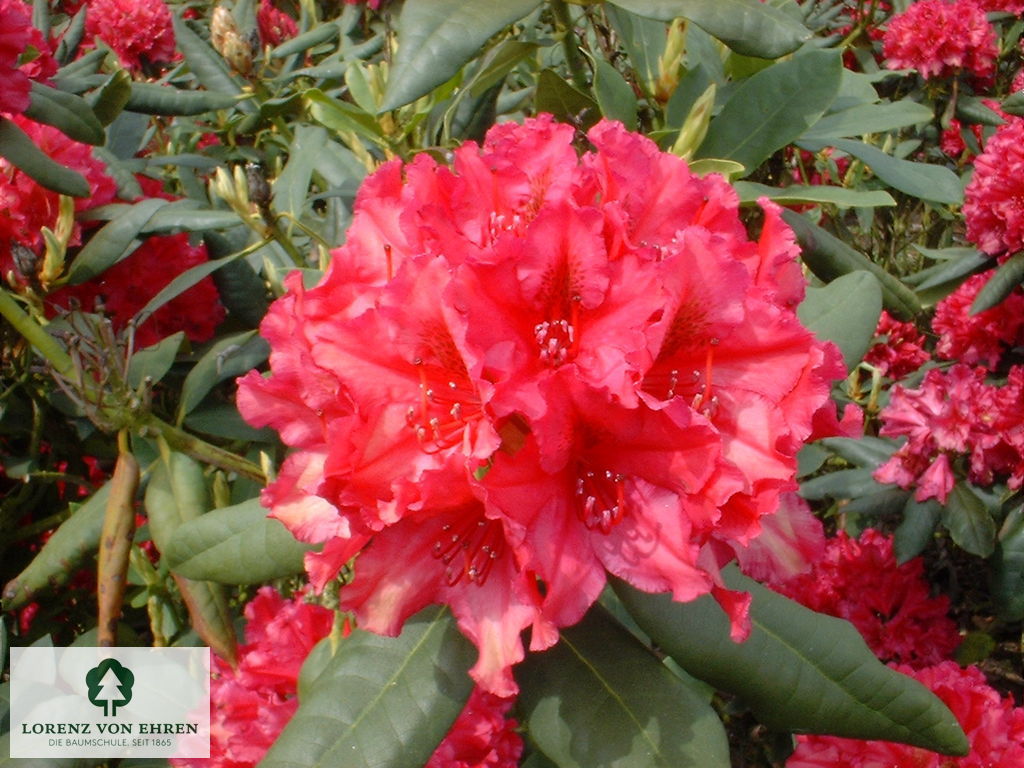 Rhododendron Hybride 'Mrs P. den Ouden'