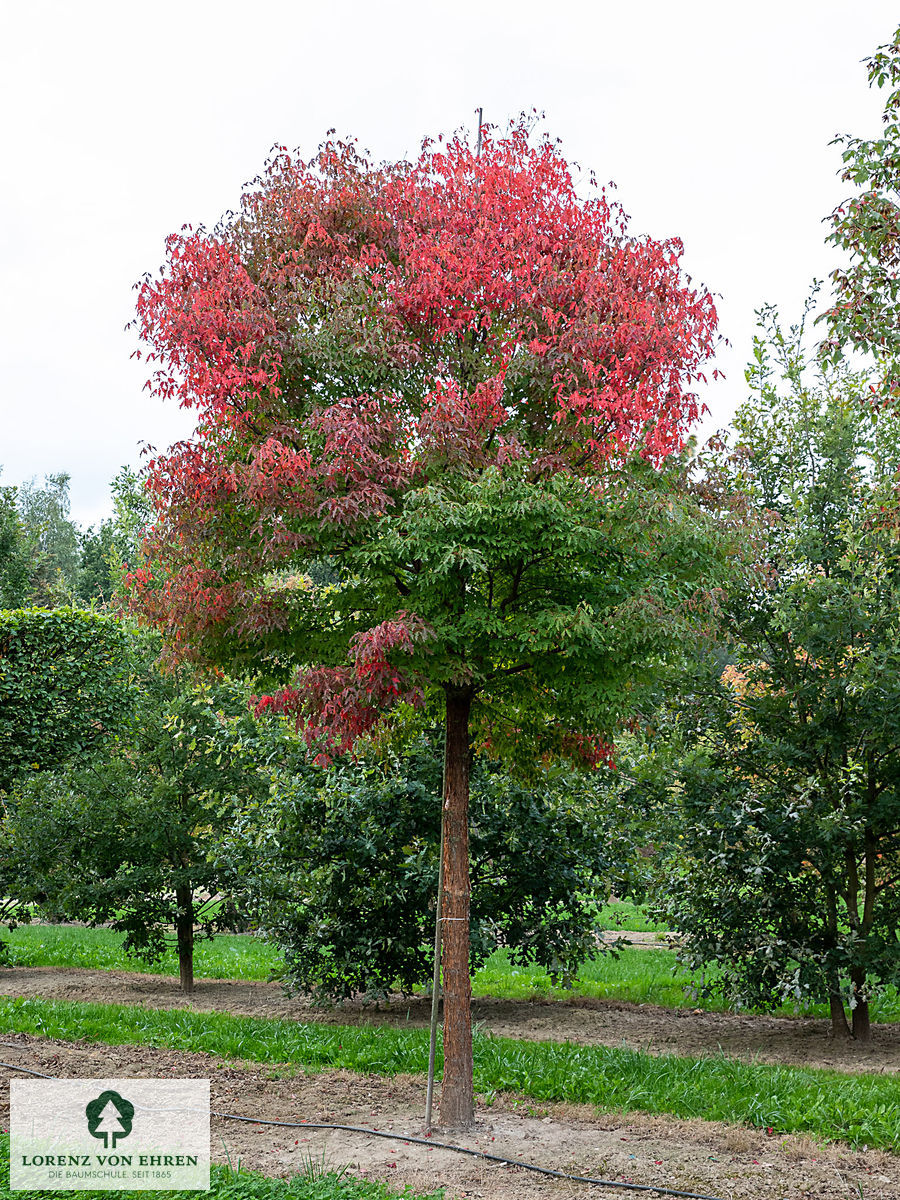 Acer griseum