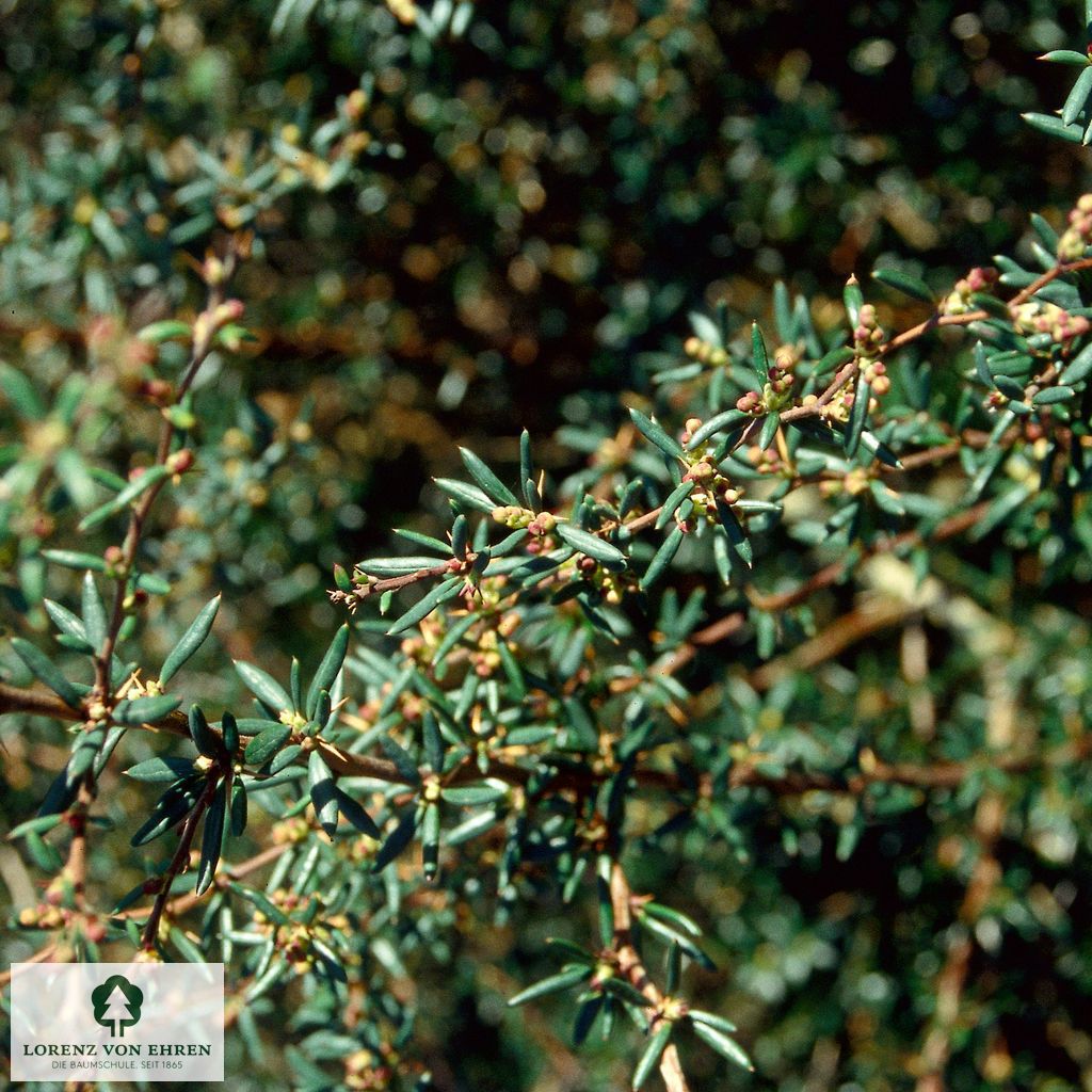 Berberis stenophylla