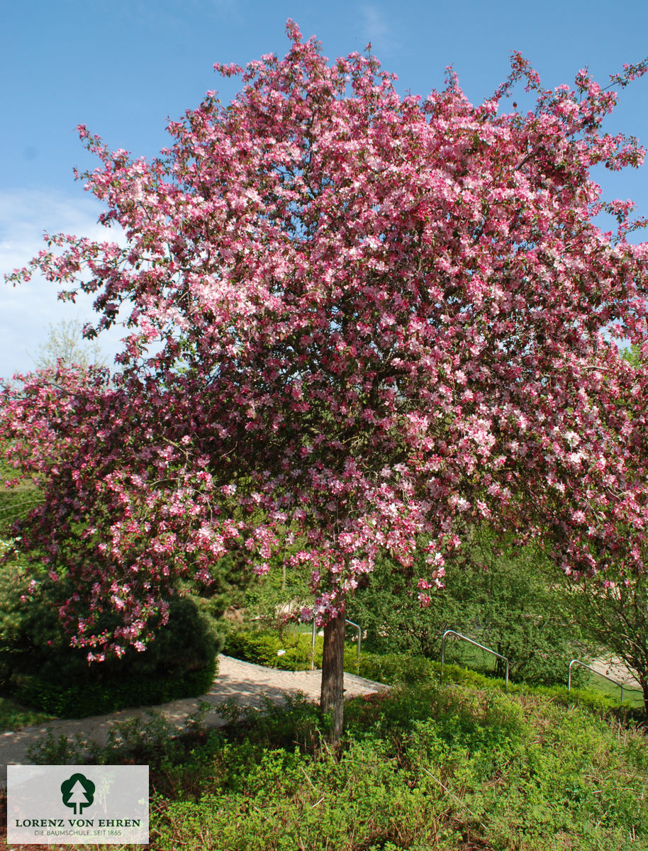 Malus 'Liset'