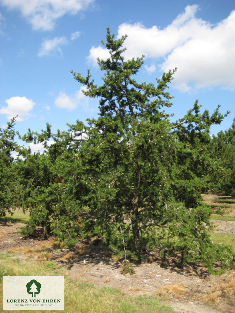 Pinus banksiana