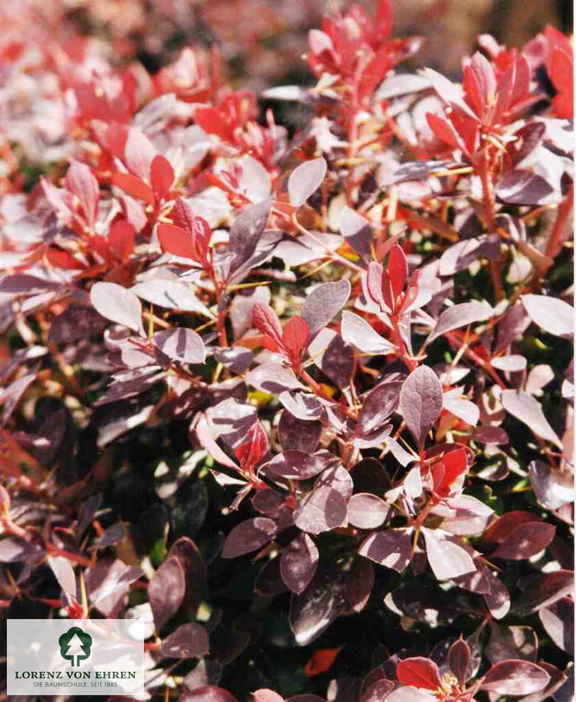 Berberis ottawensis 'Superba'