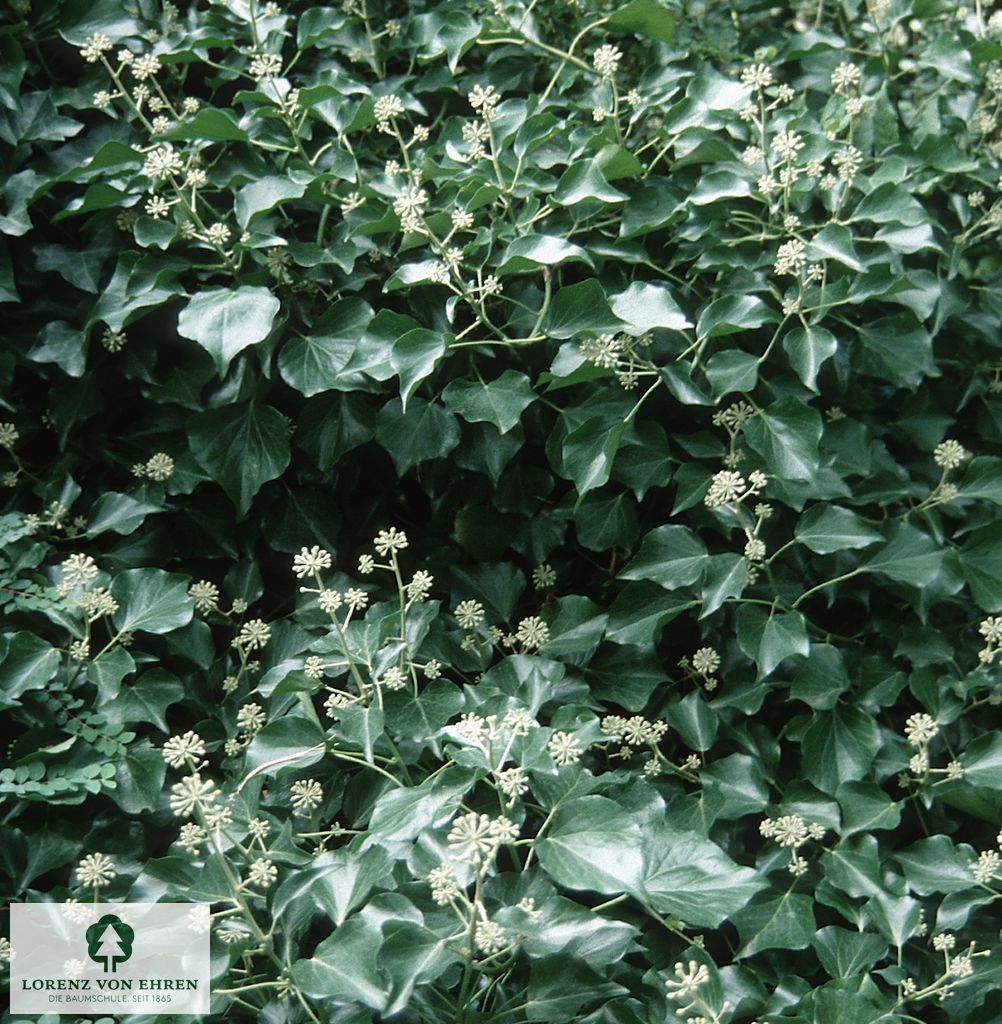 Hedera helix 'Arborescens'