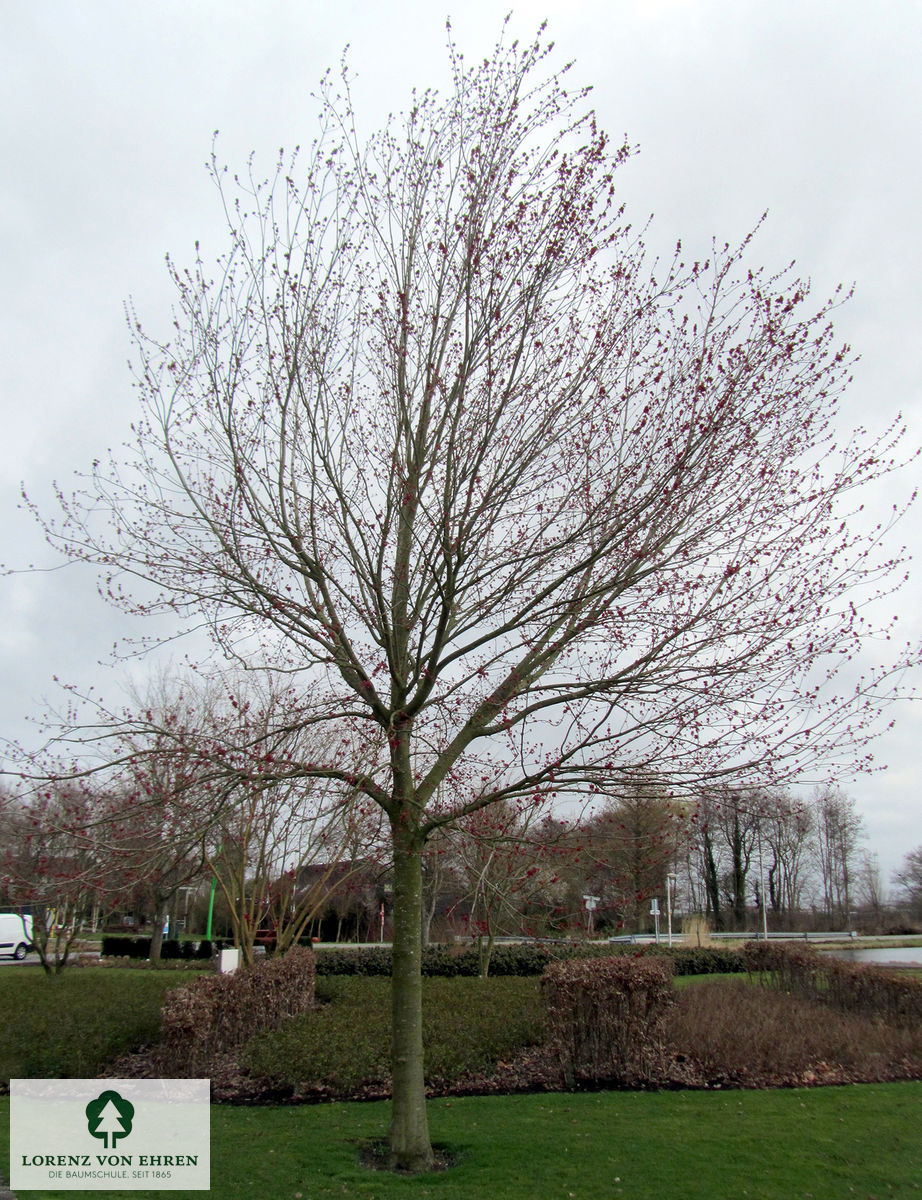 Acer rubrum 'Frank Jr'