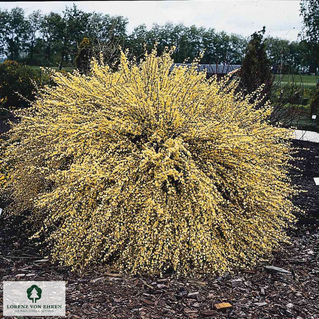 Cytisus praecox