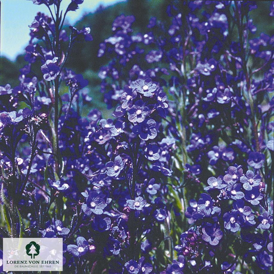 Anchusa azurea 'Dropmore'