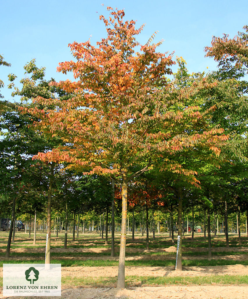 Zelkova serrata 'Green Vase'