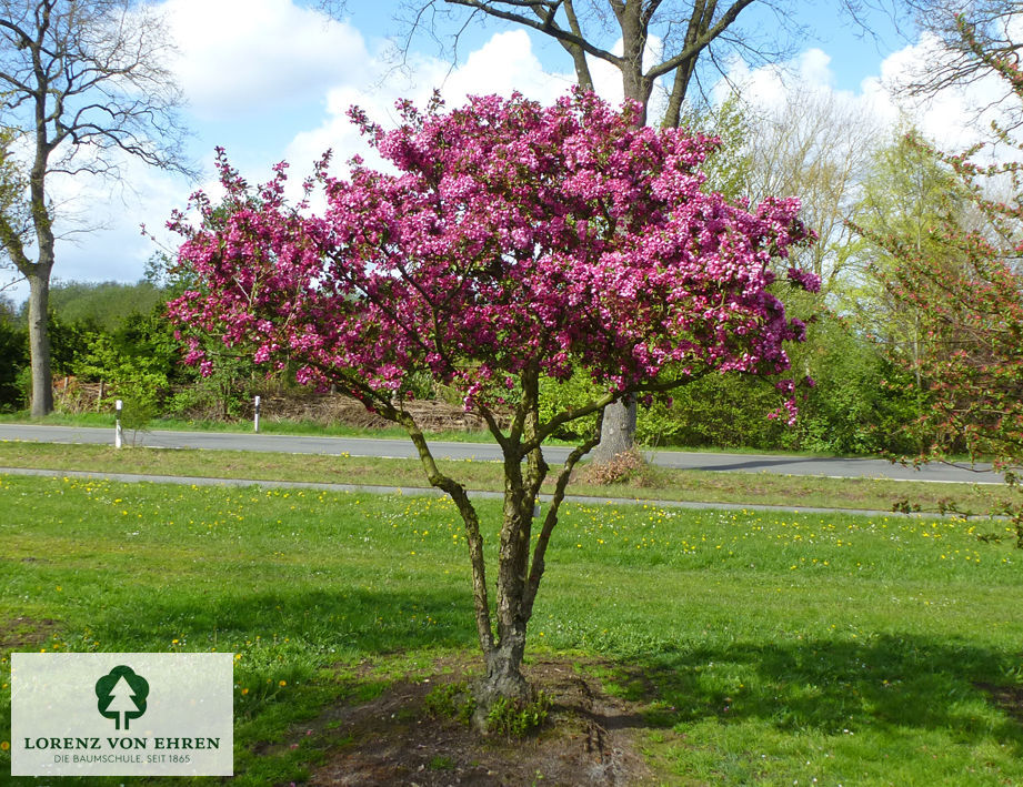 Malus 'Makamik'