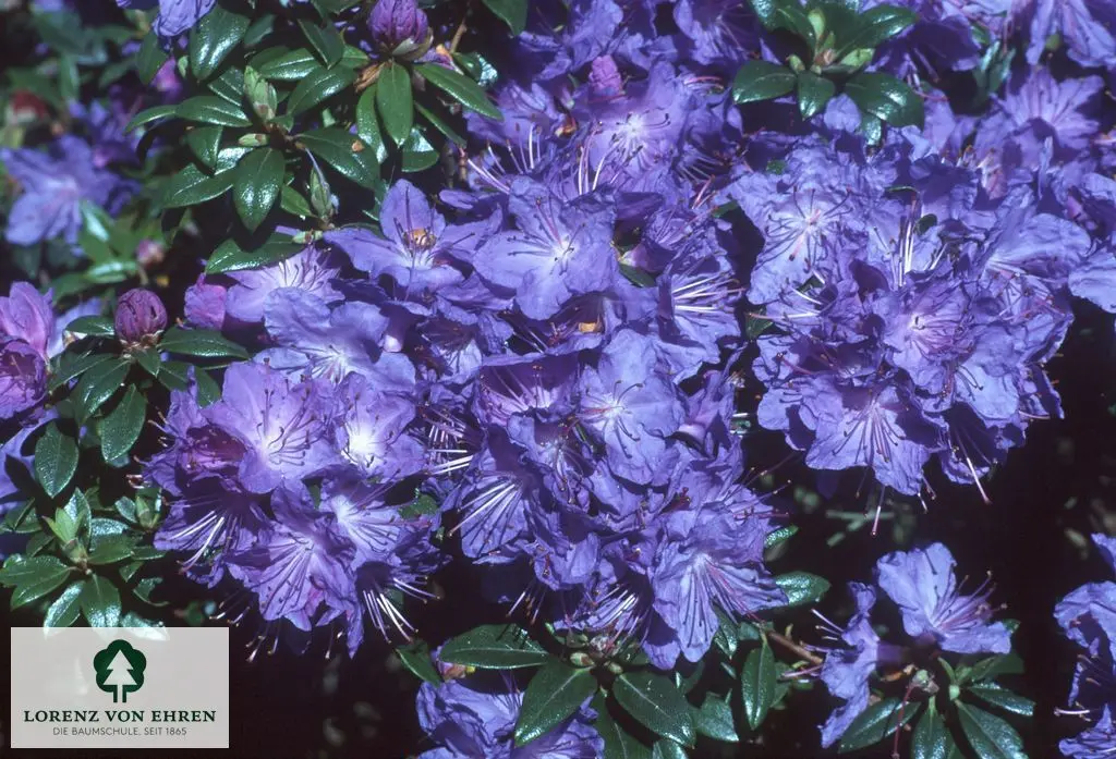 Rhododendron russatum 'Blaufeder'