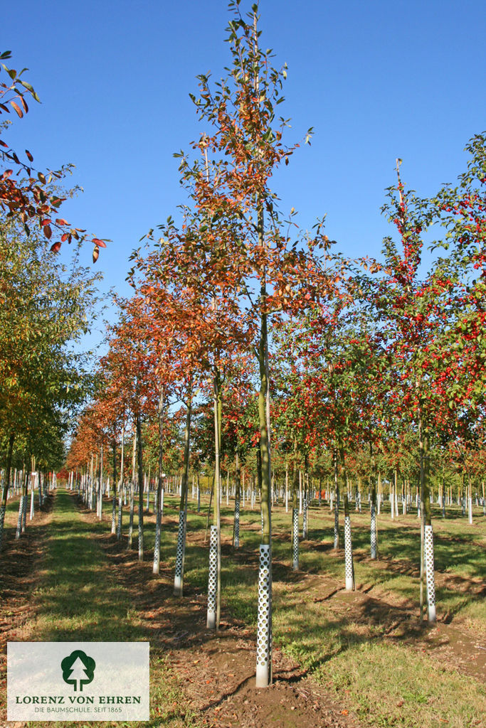 Amelanchier 'Ballerina'