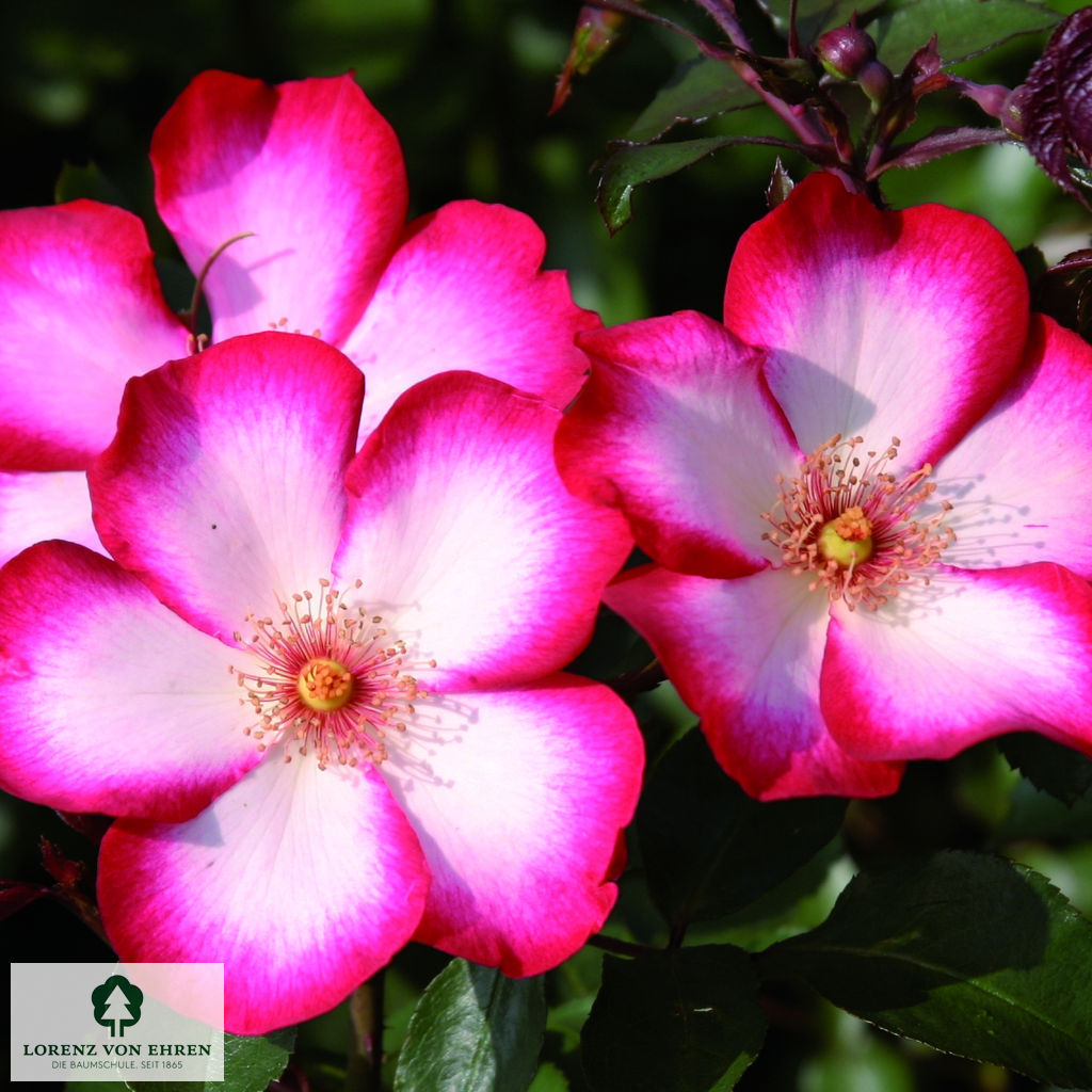 Rosa 'Pretty Kiss'
