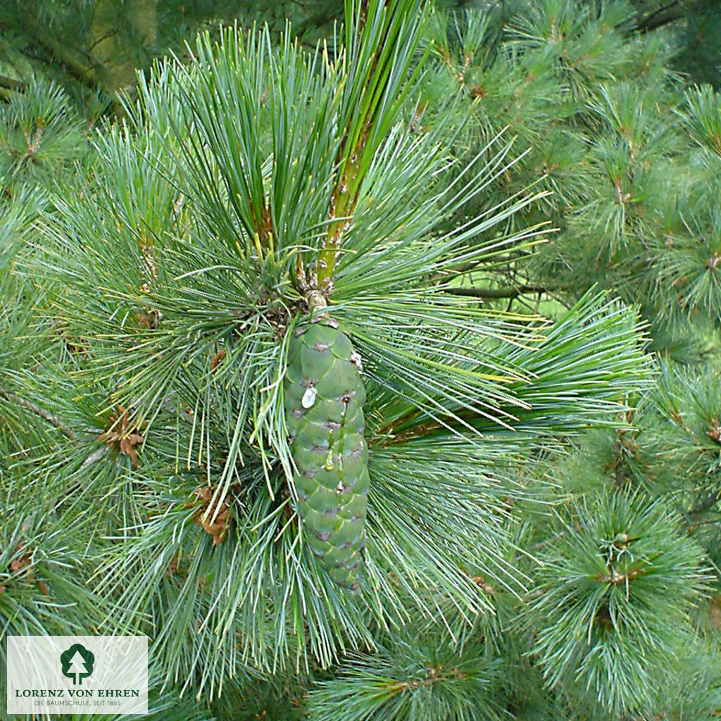 Pinus peuce