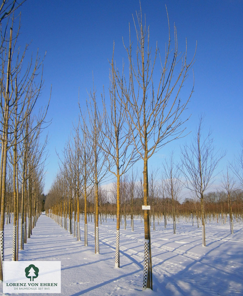 Fraxinus pennsylvanica 'Summit'