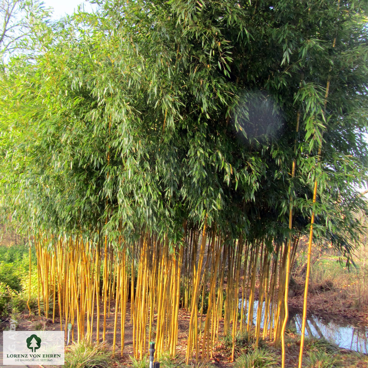 Phyllostachys aureosulcata 'Spectabilis'