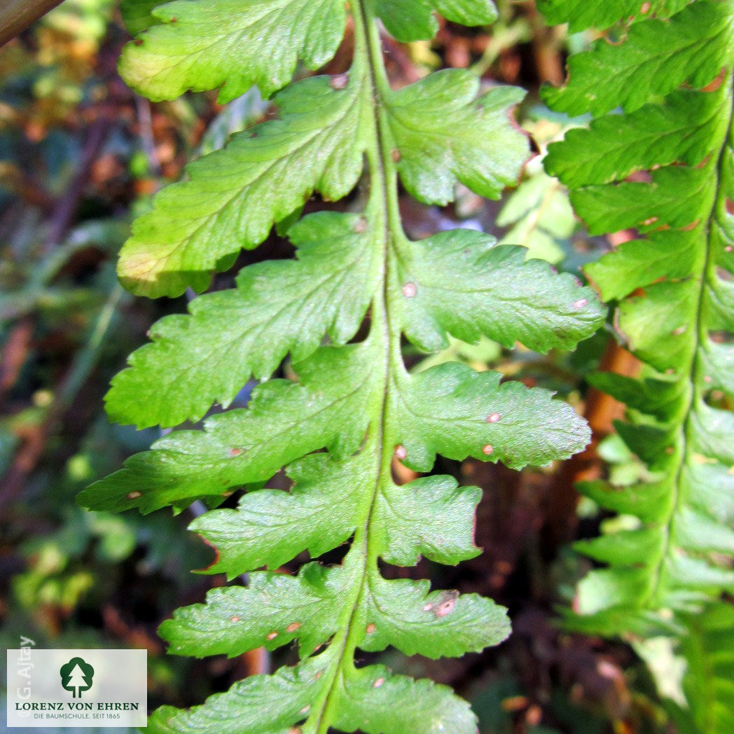 Dryopteris filix-mas