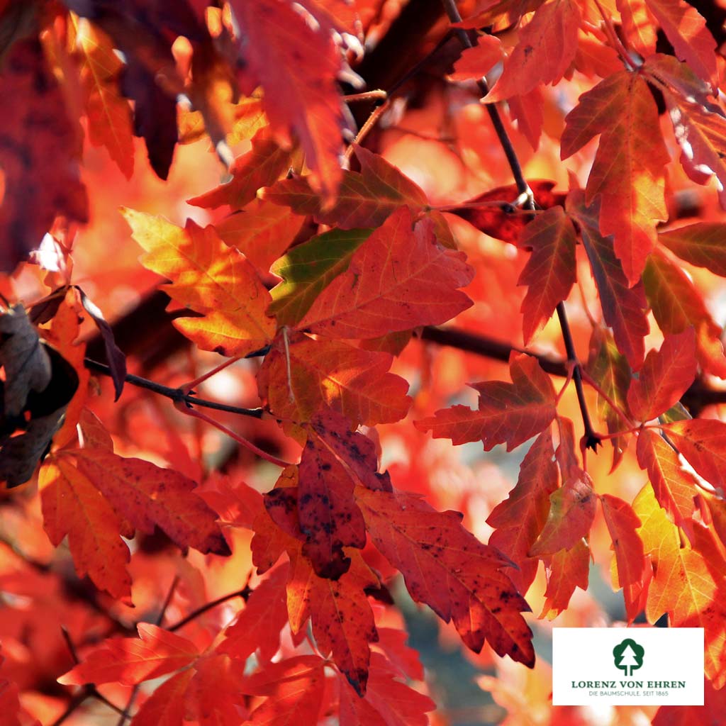 Acer griseum