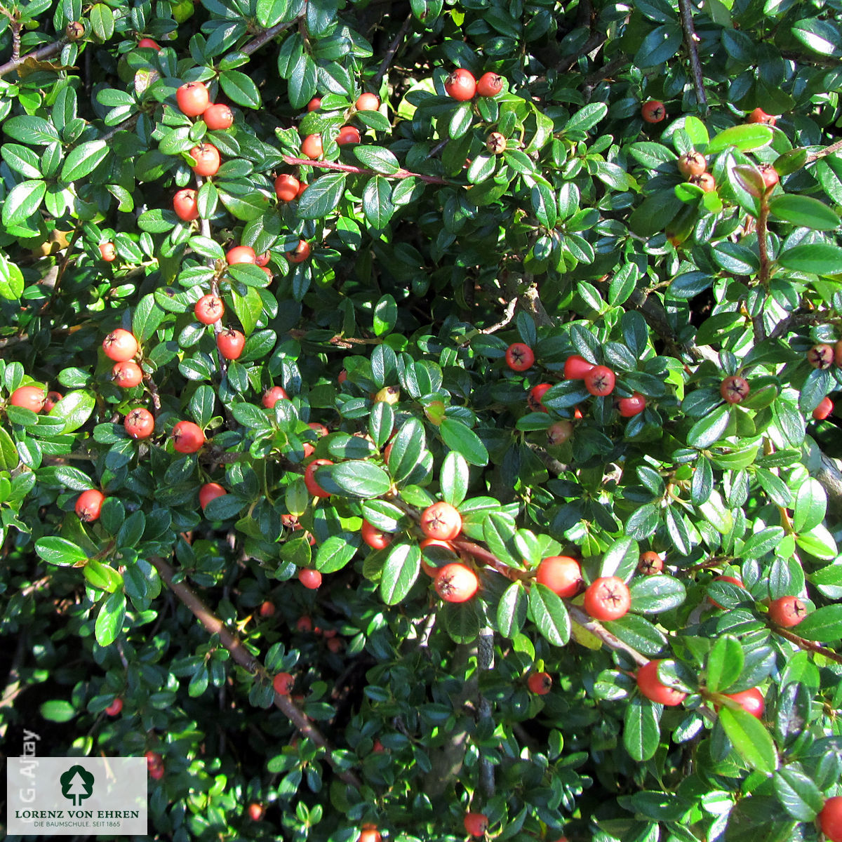 Cotoneaster dammeri 'Coral Beauty'