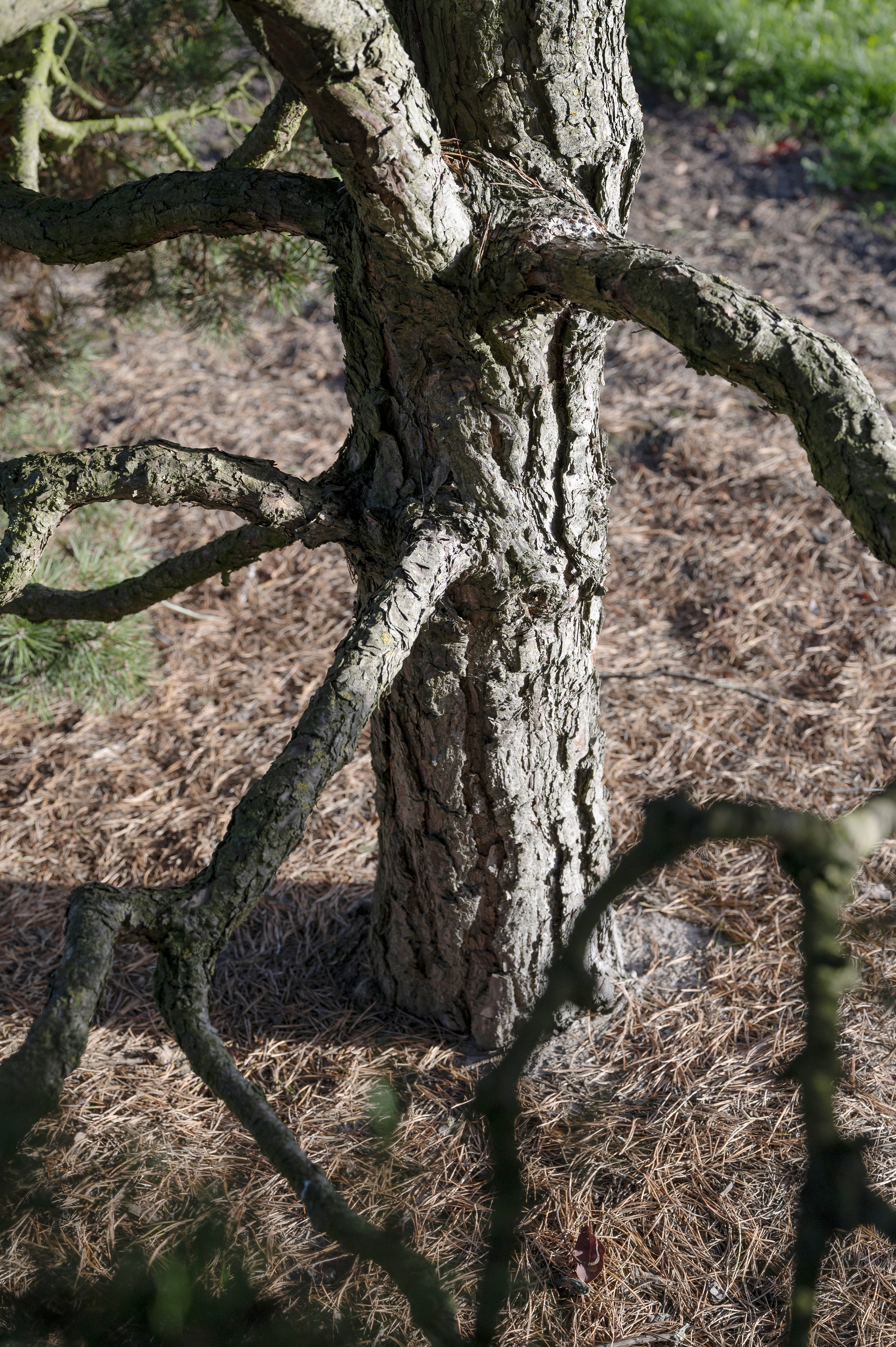 Pinus sylvestris 'Globosa Viridis' Unikat