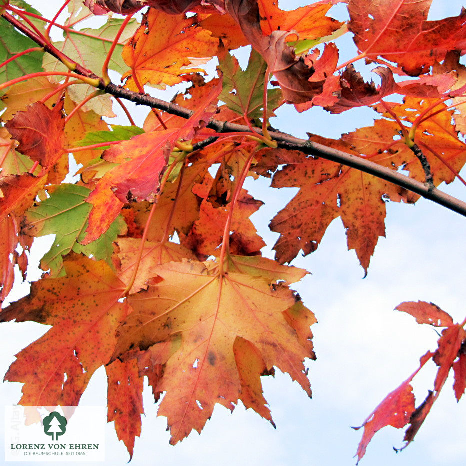 Acer rubrum 'Scanlon'