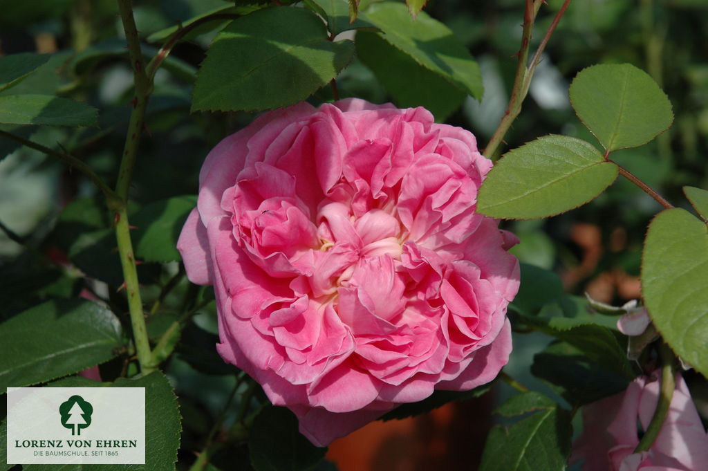 Rosa 'Mary Rose'