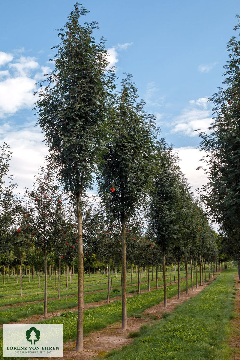 Sorbus aucuparia 'Edulis'