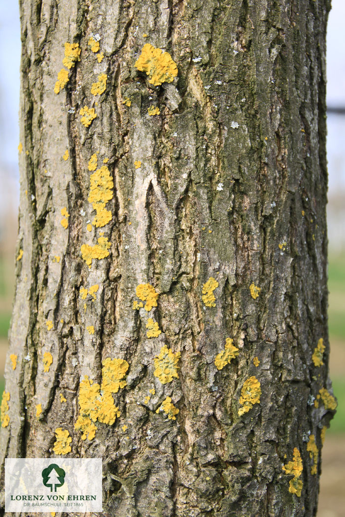 Robinia pseudoacacia 'Bessoniana'