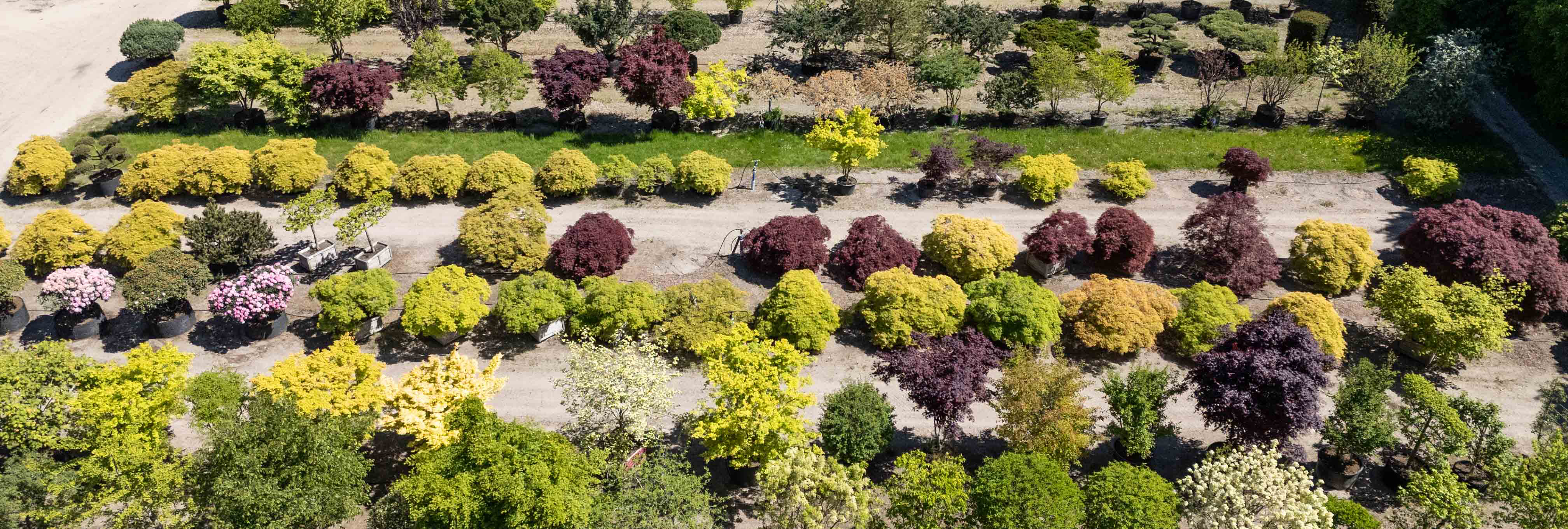 Einschlag Sommer 2025 Viele Bäume in Gefäßen
