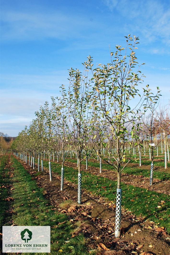 Malus domestica 'Braeburn'