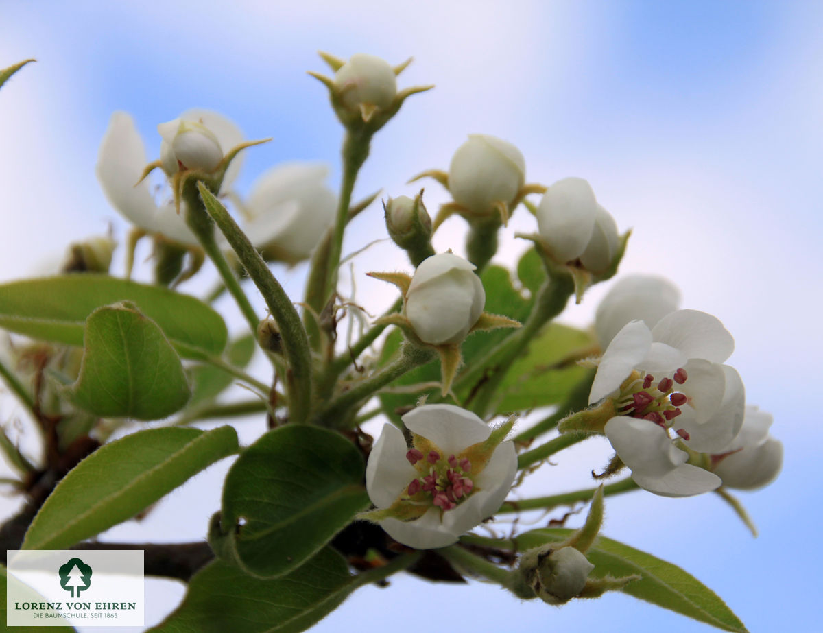 Pyrus communis 'Köstliche Von Charneu'