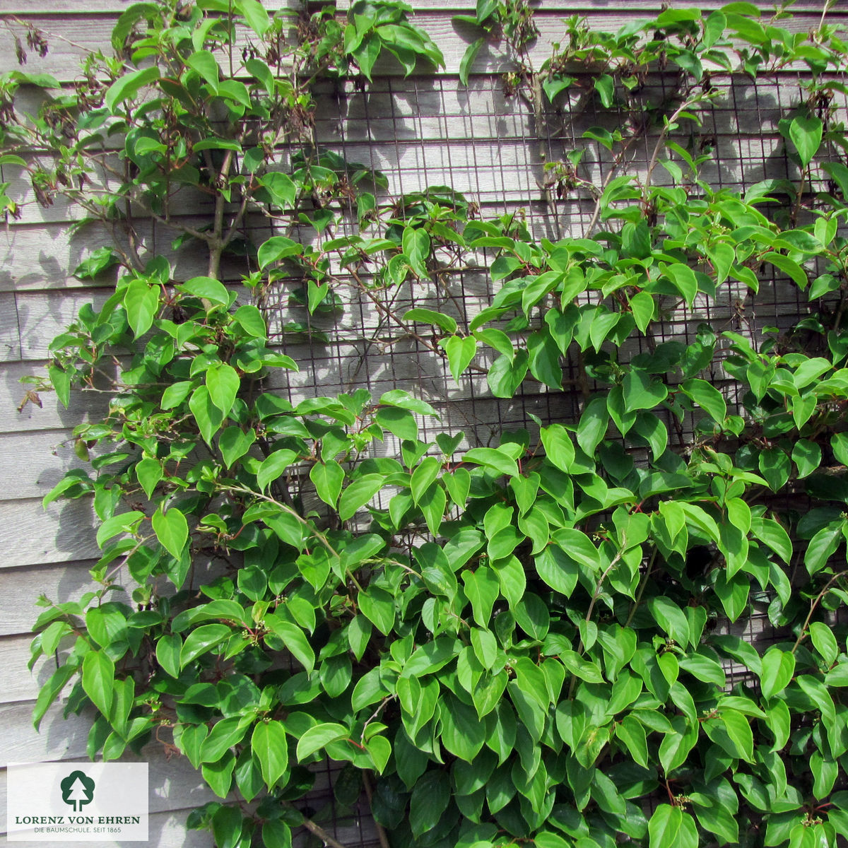 Actinidia arguta