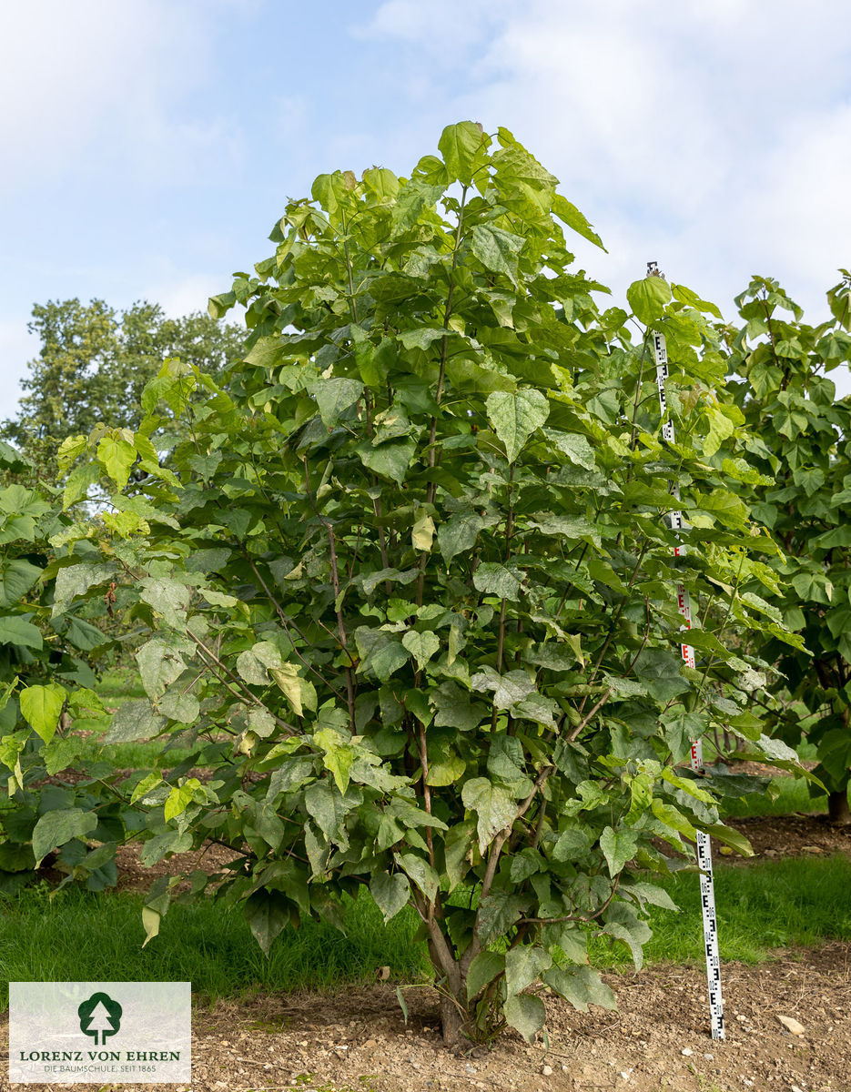 Catalpa bignonioides