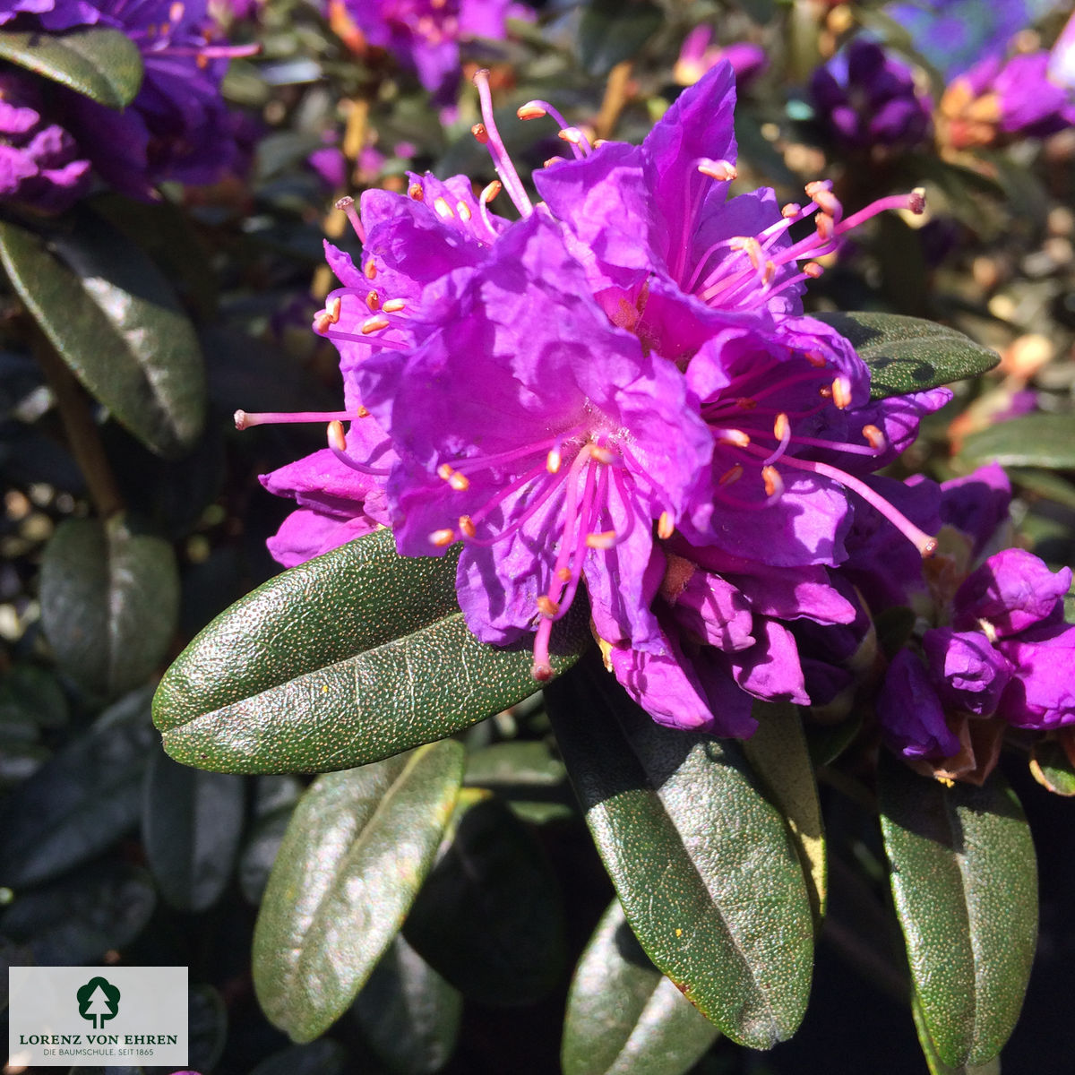 Rhododendron impeditum 'Blue Tit'