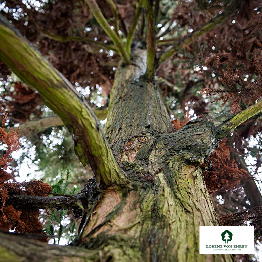 Cryptomeria japonica 'Christata'