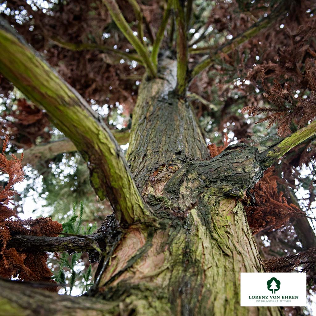 Cryptomeria japonica 'Cristata'