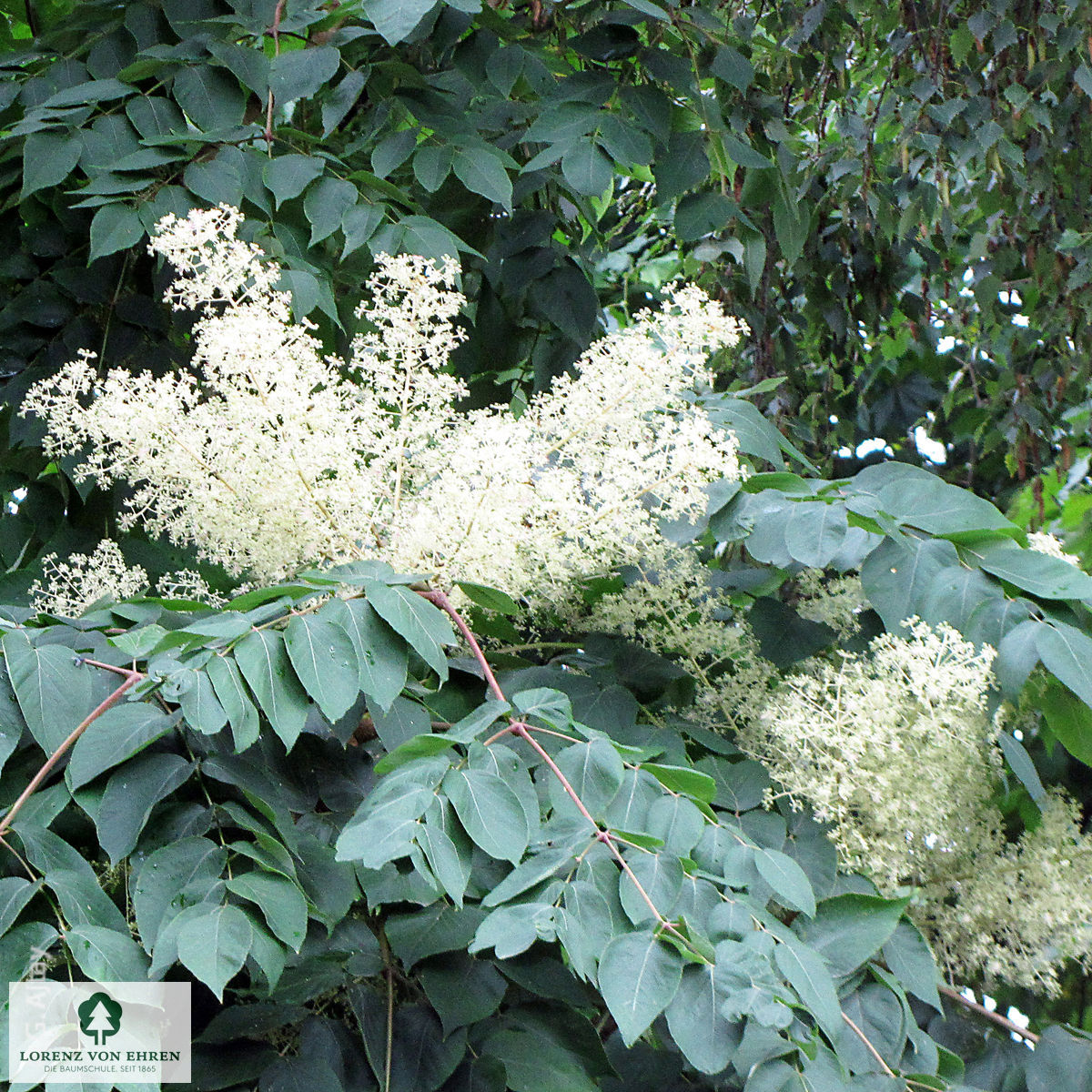 Aralia elata