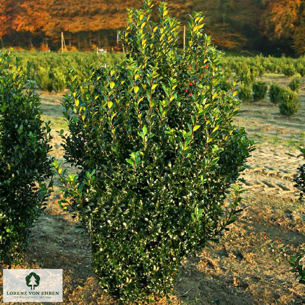 Ilex meserveae 'Heckenpracht'