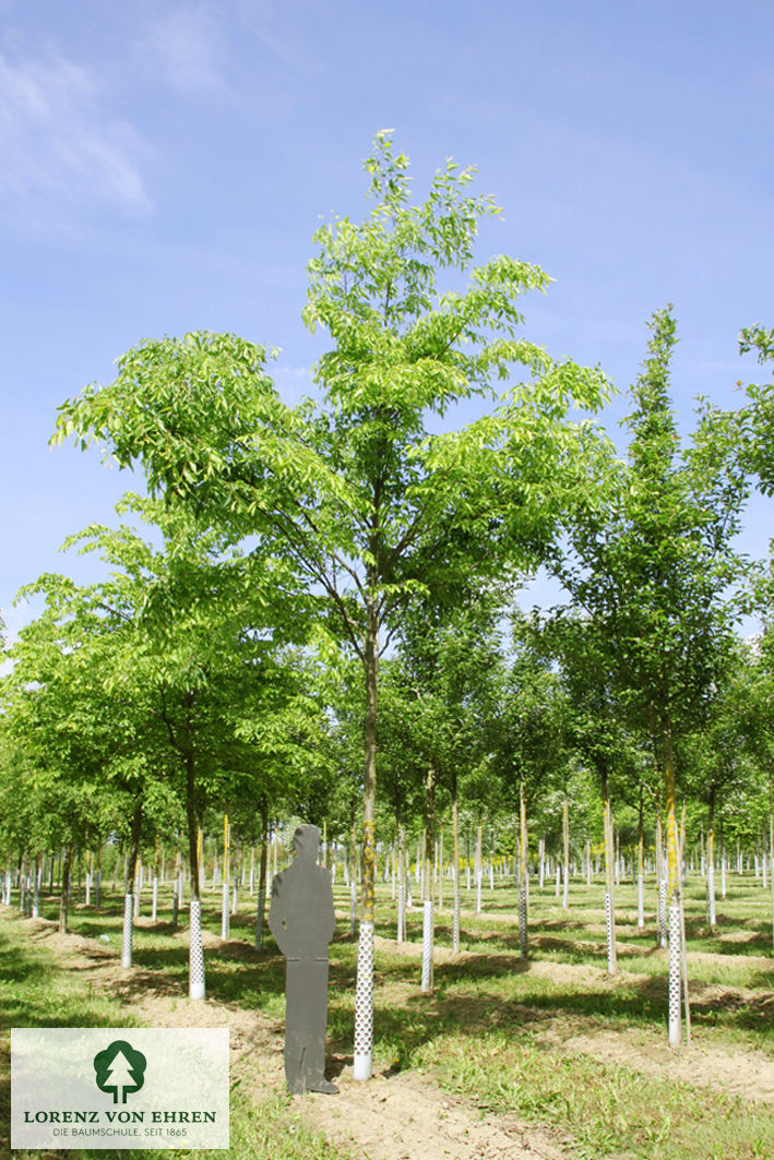 Zelkova serrata 'Green Vase'