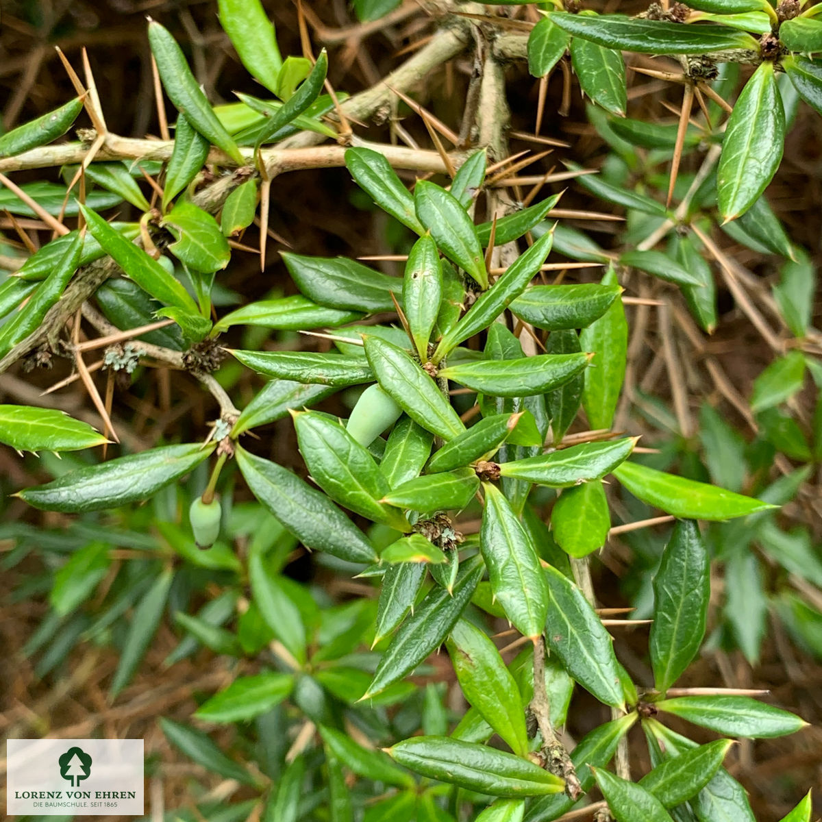 Berberis verruculosa