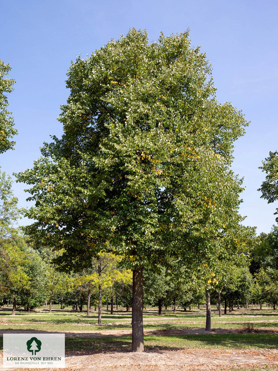 Tilia europaea