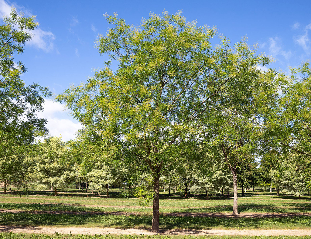 Ein großer Schnurbaum im Sommer