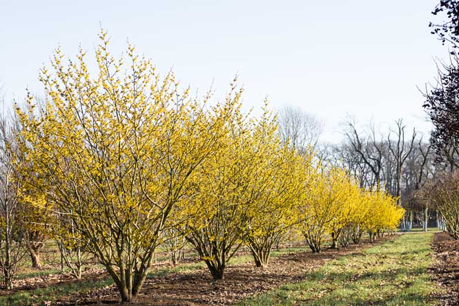 Knallgellb lauchtet die Hamamelis